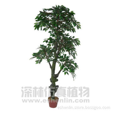 Outdoor Banyan tree (landscaping plants shrubs)